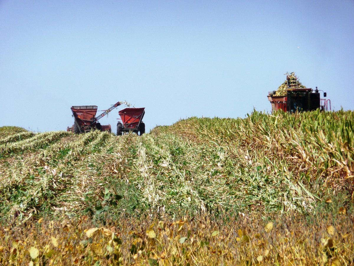 A harvester and wagon in a field of corn with a tractor.