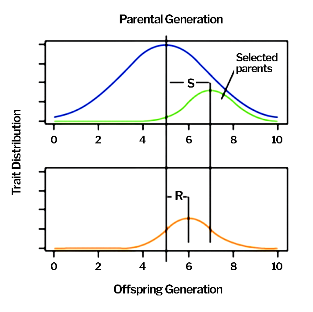 Figure shows bell-shaped distributions of a base population (blue curve), parental population (green curve) and progeny population (orange curve) with trait means greater in the selected parents and their progeny offspring.