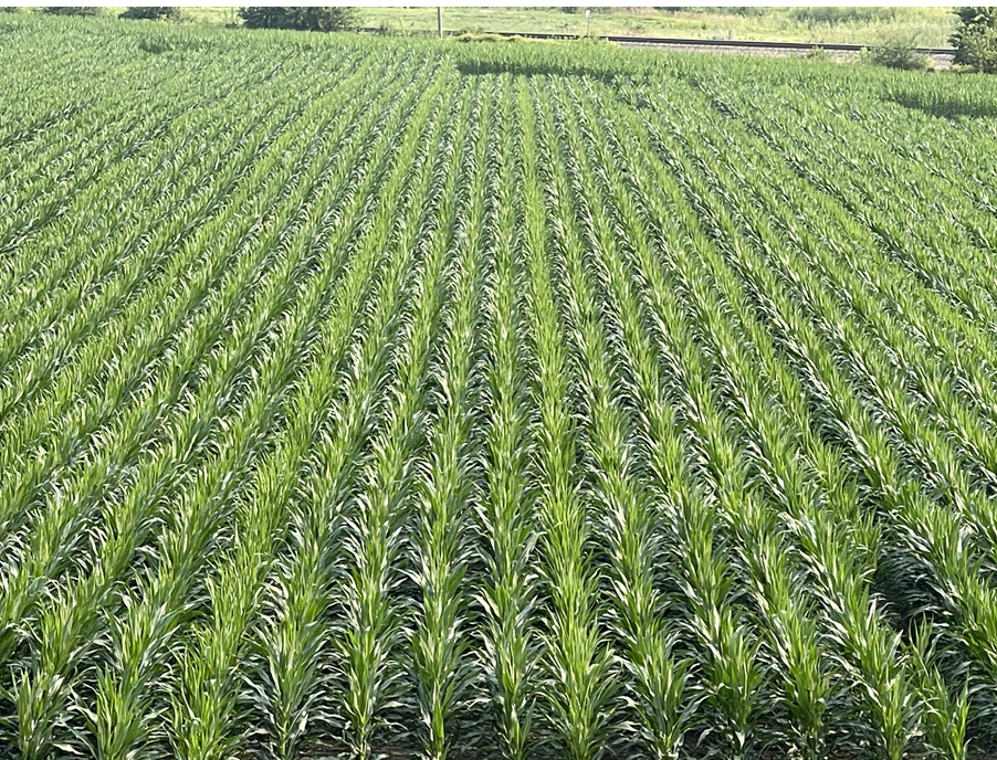 Figure is a uniform field of hybrid maize.