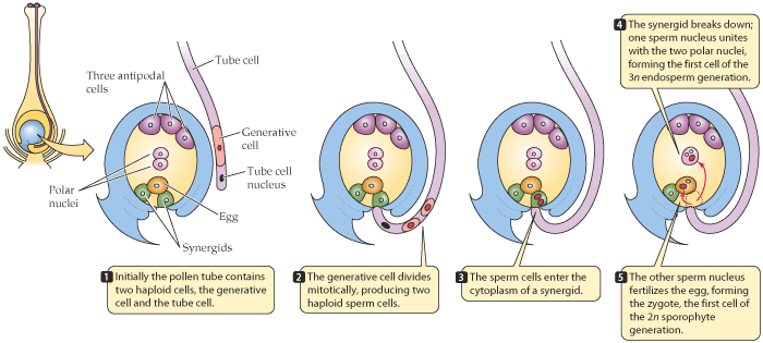 Figure shows pollen tube growth down the style into the ovary and each of two sperms fertilizing the egg cell and cental cell respectively for double fertilization.