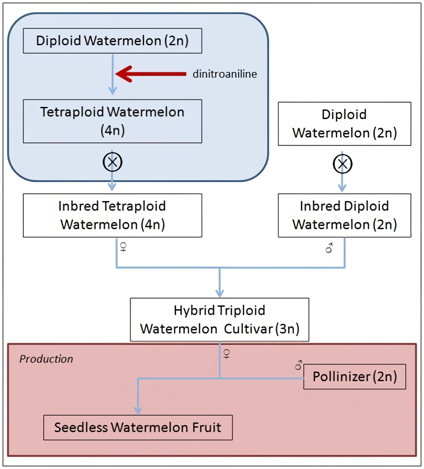 Figure is a schematic for development of seedless hybrid triploid watermelon through crossing tetraploid with diploid watermelons.
