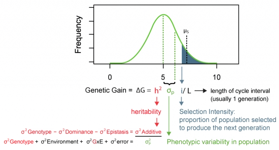 Figure is a bell-shaped graph of the different components of the genetic gain equation which comprises the heritability, phenotypic variability, selection intensity, and length of a cycle.