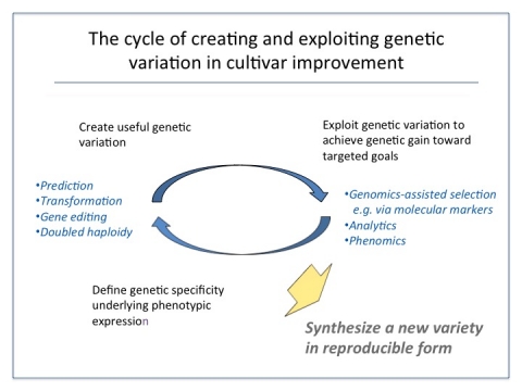 Figure shows the incorporation of modern tools like genomics, prediction, transformation, gene editing, DH, and genomics-assisted selection in enhancing the development of new replicable varieties in the cycle of cultivar improvement.