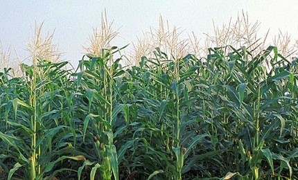 Figure shows four field rows of hybrid corn plants.