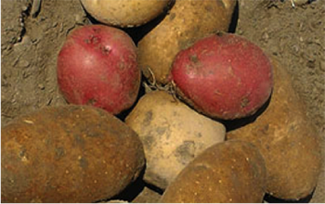 Figure shows red, yellowish, and brown skin potato tubers.