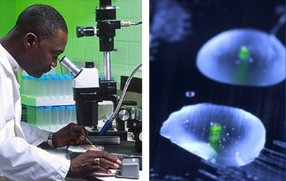 Figure is a researcher observing tissue culture samples under a microscope.