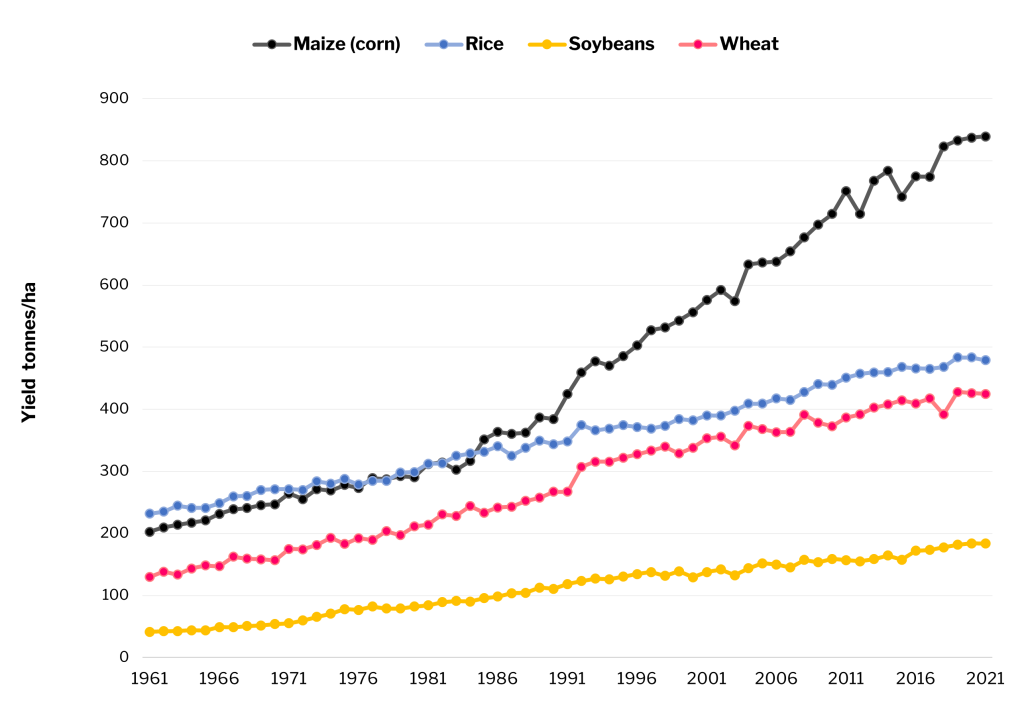 Figure is a graph showing observed increasing trends in yields (from highest to lowest, respectively) of maize (black curve), rice (blue curve), wheat (red curve), and soybean (yellow curve) globally; from the1960s to 2021