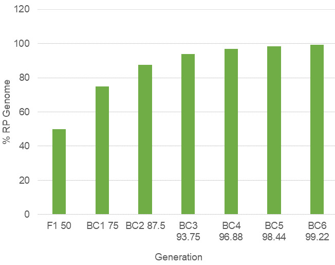 Figure is a histogram plot showing that recovery of RP germplasm increases with an increase in number of backcross generations, up to 99.2% at BC6.