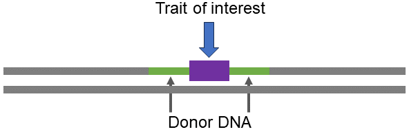 Figure shows a desired gene (purple color) flanked by green colored NRP chromosome segments to illustrate linkage drag.