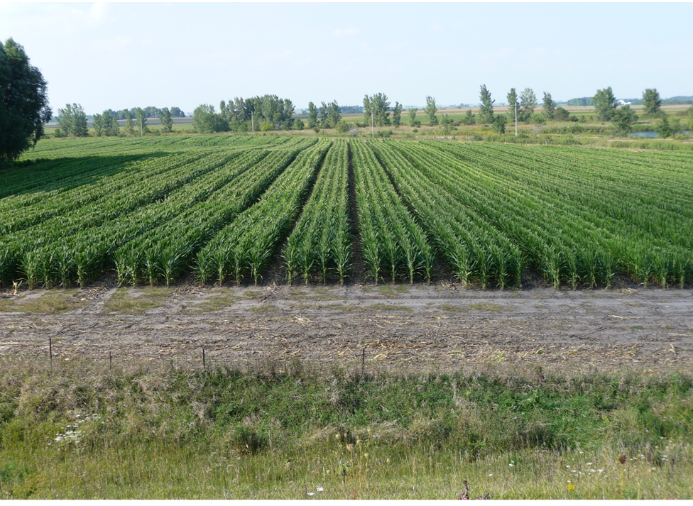 Figure shows four female rows alternating male rows removed after pollination is completed in a maize seed production field.