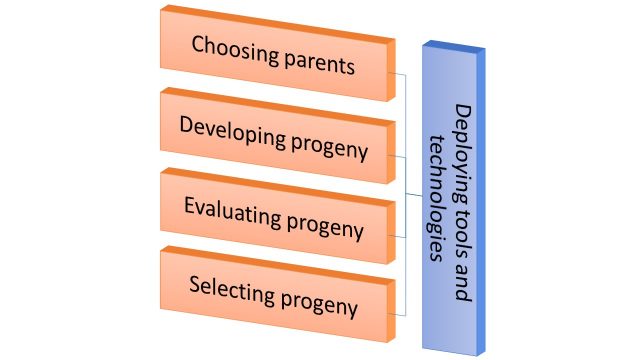 A chart illustrating the tools and technologies deployed in the breeding process, i.e., parent selection and progeny development, evaluation, and selection.
