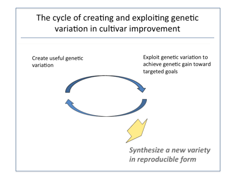 Figure shows the cyclic nature of creating genetic variation, evaluating, exploiting the variation and using it to develop new replicable varieties or genotypes.