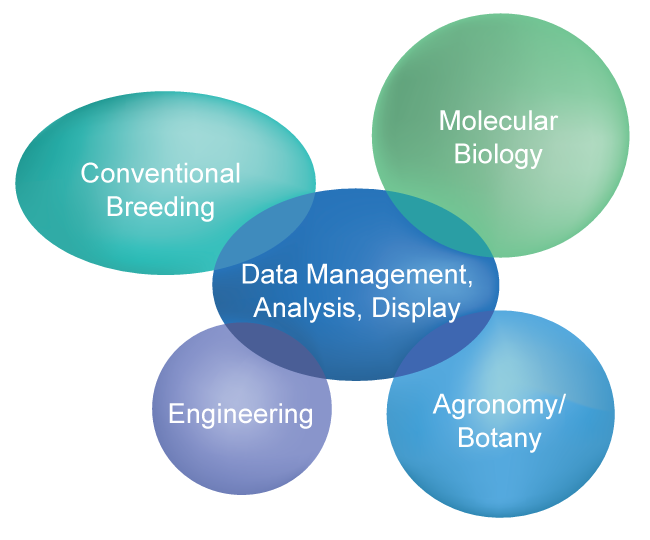 The image shows the process pipeline involves conventional breeding, molecular biology, engineering, agronomy/botany and data management, analysis, and display working together.