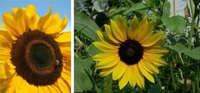 Figure of a large, bright yellow sunflower head with many seeds on the left derived from a smaller greenish-yellow head with fewer seeds on the right to illustrate selection for fitness.