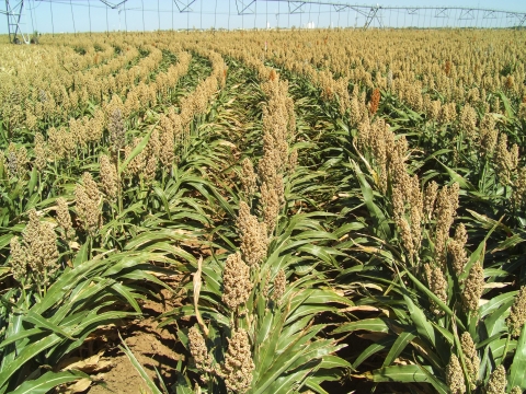Figure is a uniform field of a hybrid grain sorghum developed for production in drought environments.