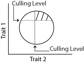 Figure shows independent culling as a method involving selection for two traits in a single step to identify lines superior in both traits.