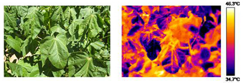 Figure is a photo of green leaves of water-limited cotton plant and the infrared image of the same leaves for measuring temperature in the leaf canopy.