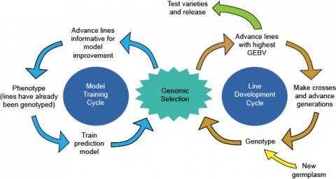 Figure is a flow diagram showing different parts (model training part, genomic selection part, and line development part) of the genomic selection process in a breeding program.