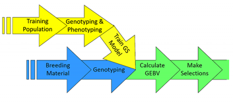 Figure is genomic selection process flow showing model step which uses genotyping and phenotyping information of the training population, and line selection step using only genotyping information of the breeding material to calculate GEBV for selection.