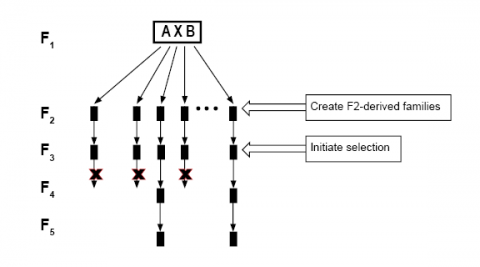 Figure is a flowchart of self-pollinating to inbreed from F1 to F5 generation and selection in F3 generation.