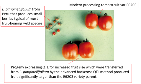 Figure shows large fruit tomato produced through backcrossing after a cross of small-fruited wild tomato pimpinellifolium to cultivated tomato cultivar E6203.