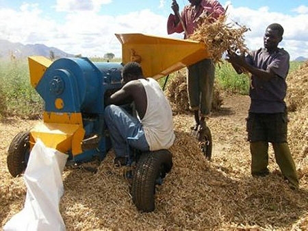 Figure two workers standing and feeding soybean plants into a threshing machine and one worker sitting down and collecting seeds.