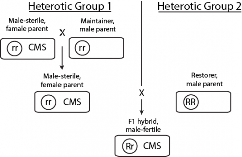 Figure is a flow diagram of hybrid F1 seed production involving two heterotic groups. Inbred seed increase of the male sterile female in a CMS system on the left is accomplished by crossing with the maintainer male, and then hybrid seed is produced by crossing with the restorer male parent from the other heterotic group on the right.