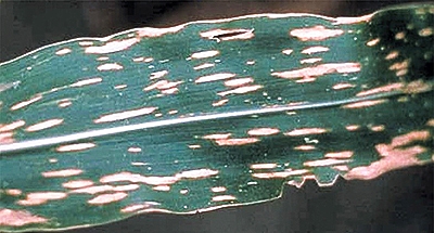 Figure is a maize leaf with Southern corn leaf blight symptoms of elongated spots of dead tissue over the leaf surface.