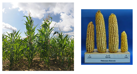 Figure is pant rows of parent A on extreme, left followed by A x B hybrid progeny, B x A hybrid progeny, and parent B on extreme right, and panel of their respective hybrid maize ears.