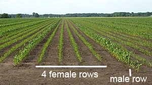 Figure is a maize hybrid seed production field arrangement in a ratio of four female rows to one male row in alternating order.