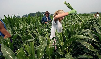 Figure workers hand pulling missed tassels in a maize hybrid production field.