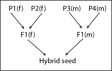 Image of double cross hybrid scheme involving four lines, two from one heterotic group crossed to produce and F1, and similarly an F1 is produced from the two from in the other heterotic group, and the two F1s are next crossed to produce the hybrid seed.