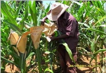 Figure shows a worker doing hand pollination on maize plants in the field.