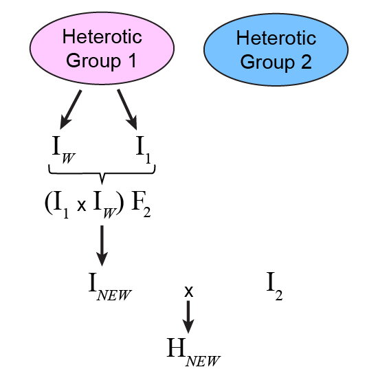 Process of improving one parent by isolation of new inbred (I_subNEW) from crossing and evaluating within a heterotic group, then crossing with inbred, I_sub2 from complementary heterotic group to produce a new hybrid, H_subNEW
