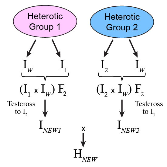 Process of improving both parents with New Favorable Alleles, by isolation of new inbred (I_subNEW1) from crossing and evaluating within each heterotic group, then crossing with New Favorable Alleles to produce a new inbred, I_subNEW2. The two new ibreds are then crossed to produce hybrid, H_NEW.