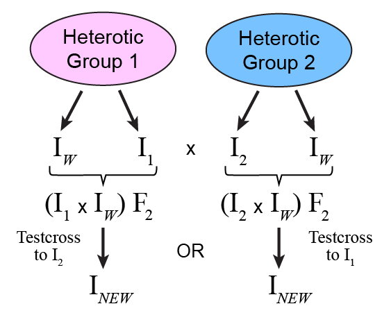 Process of improving both parents with New Favorable Alleles by crossing within each heterotic group, then either making double-crosses to create and evaluate progeny for the isolation of new inbred, I_subNEW, or testcrossing F2 progeny with line from the opposite heterotic group and isolating new inbred (I_subNEW), for hybrid production.
