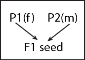 Image of single cross hybrid scheme involving two lines from complementary heterotic groups crossed to produce and F1.