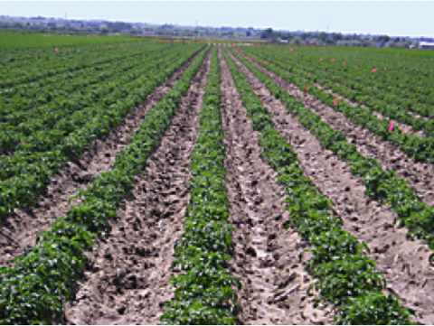 Figure shows potatoes grown on ridges with furrows in-between the ridges.