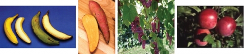 Figure shows from left to right banana fruits, sweet potato tubers, bunches of grapes on vines, and apples on a tree.