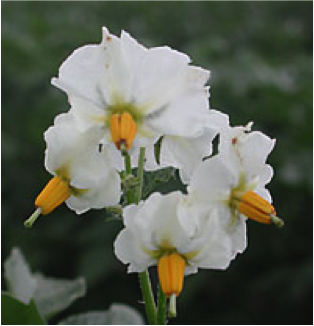 Photo of white flower of a potato plant.