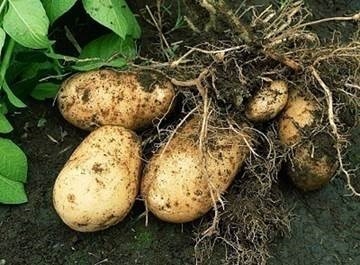 Figure is a photo of freshly uprooted potato tubers and roots attached to a plant.