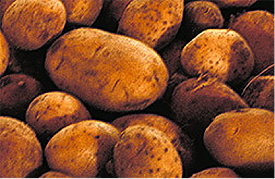 Figure is a heap of yellowish skin harvested potato tubers.