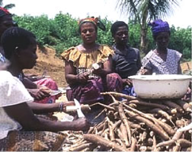 Female workers using knives to remove the skin from harvested cassava tubers.