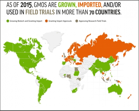 Figure is a map of the world showing some countries where GMO crops are grown (green color - include North and South America, Spain, China, India, Australia, South Africa, Ghana, Sudan, Uganda), imported (orange color - Russia, Norway, Sweden, Finland, Ukraine,), and field trials conducted in (Egypt, Nigeria, Cameroon, Kenya, Indonesia).