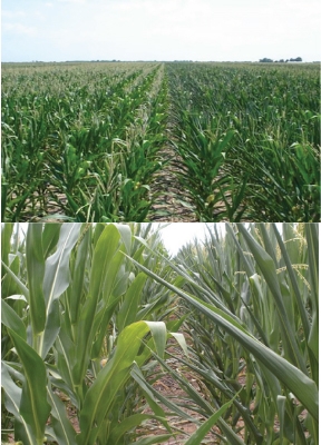 Fig 6. Shows green healthy drought resistant maize plants at the top and wilted susceptible [lants below.