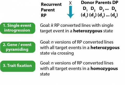 Figure is a schematic of gene introgression, pyramiding, and trait fixation after crossing of recurrent parent and donor parent.