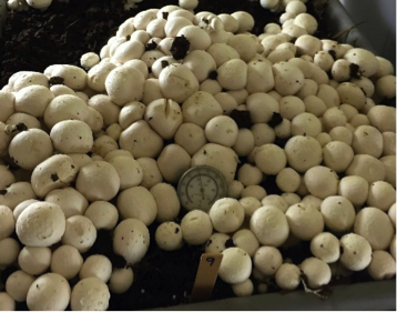 Figure shows a heap of harvested white mushrooms.
