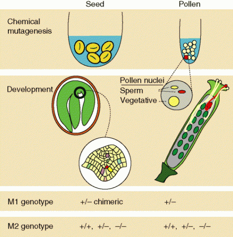Figure showing the production of mutagenic plants from seed and pollen treated with mutagen.