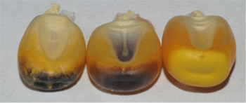 Figure shows haploid maize seed with colored scutellum on left, diploid seed in the middle with both colored embryo and scutellum, and, and colorless outcrossed diploid seed.
