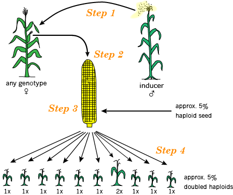 Figure shows male inducer plant pollinates female plant on the left in step 1, then seeds from ears of the cross are harvested and grown out in steps 2 and 3, and doubled haploid plants selected in step 4.